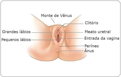 Anatomia da vulva