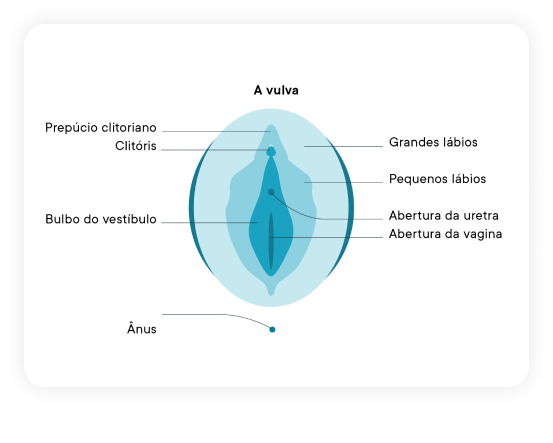 Ilustração da Vulva e suas diferentes partes