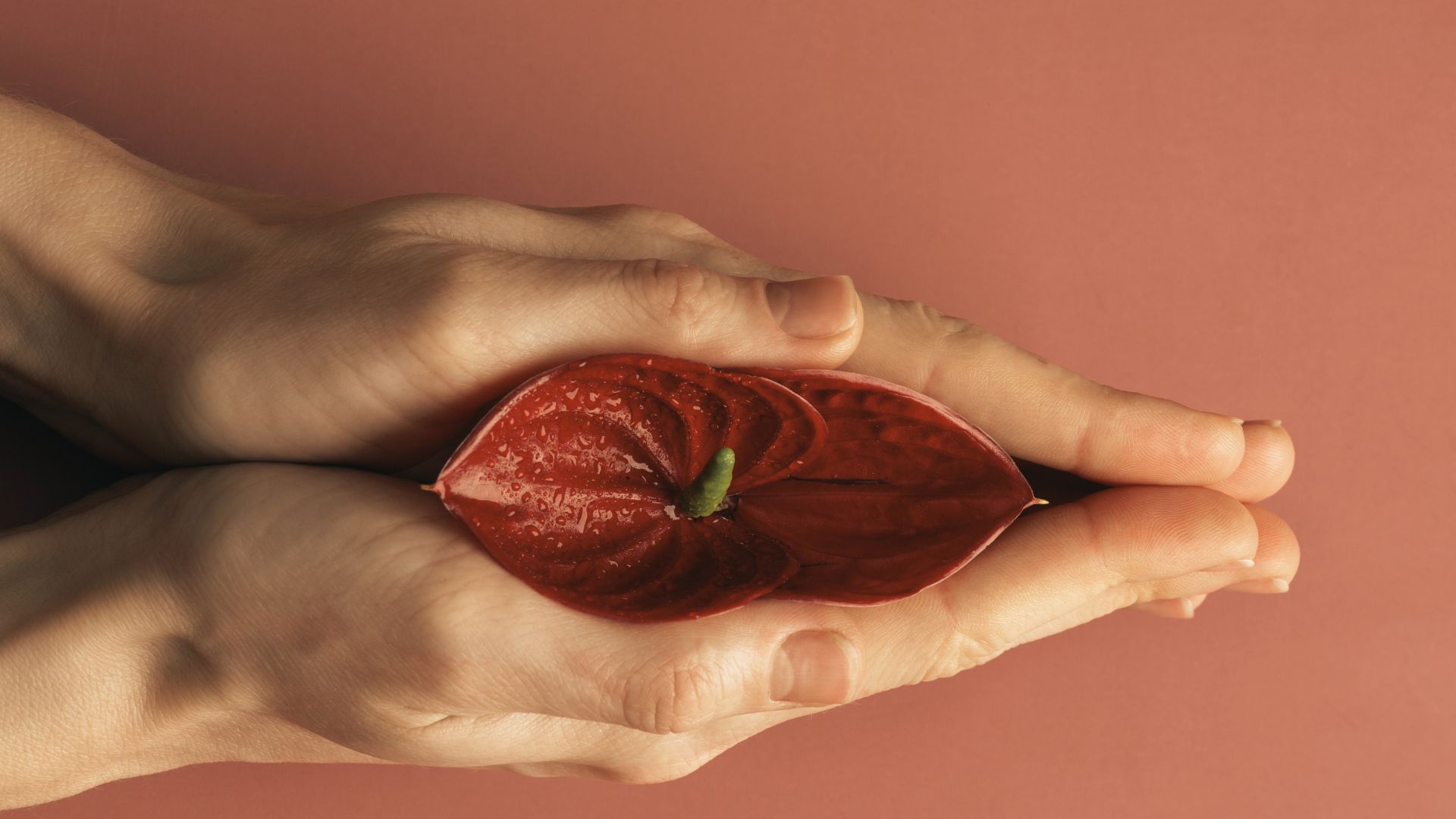 Mãos humanas delicadamente seguram uma flor de antúrio vermelha com espádice verde, sobre um fundo rosa suave, fazendo uma analogia a vulva, transmitindo uma sensação de cuidado e intimidade.